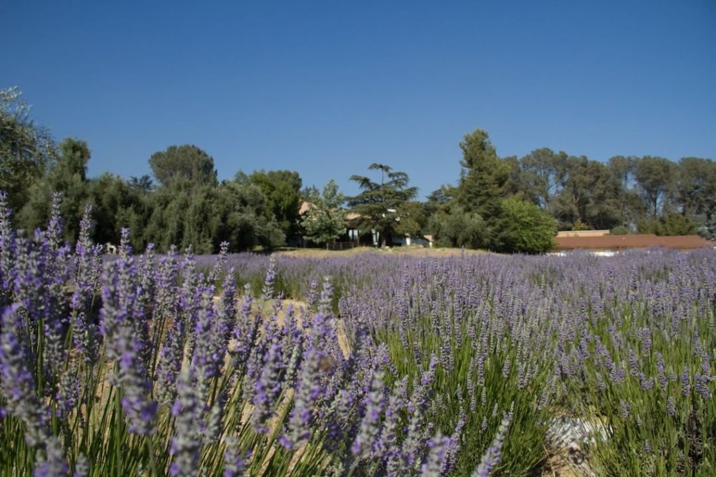 @gardendesignmag: Hello June! We’re counting down the days until our local #lavender festival (Jun…
