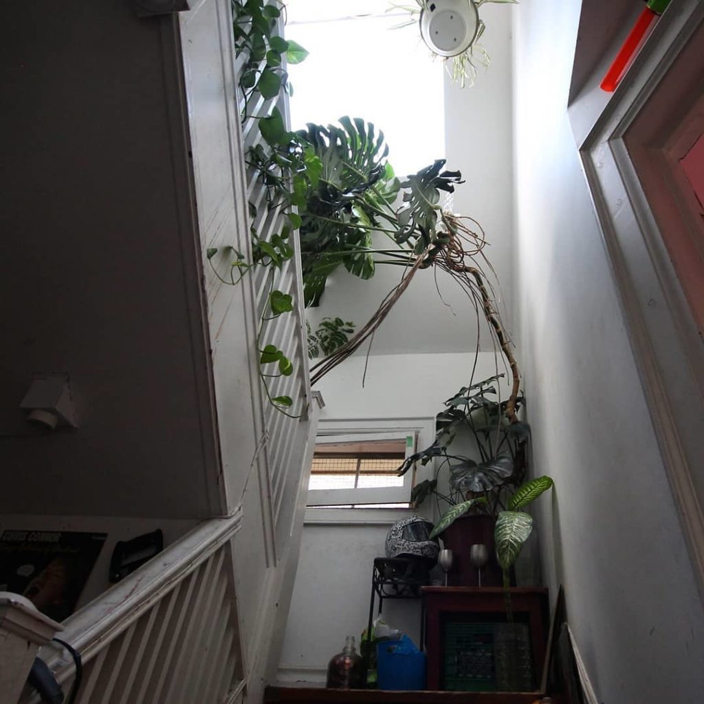@houseplantjournal: Wondering about how that monstera (from yesterday’s post) grows?
–
1) the oldes…