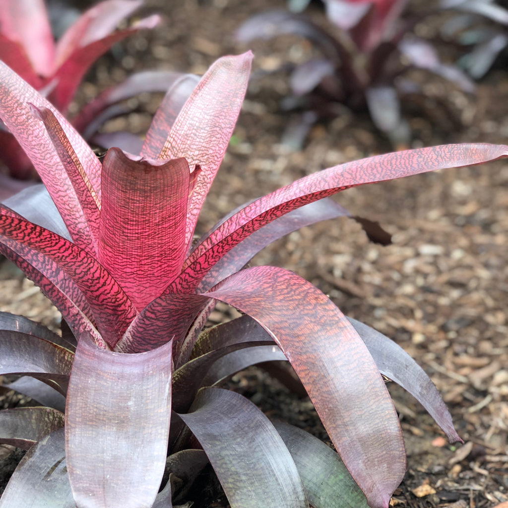 @gardendesignmag: Sending you beauty from the @americanpublicgardens 2018 conference at the @disne…