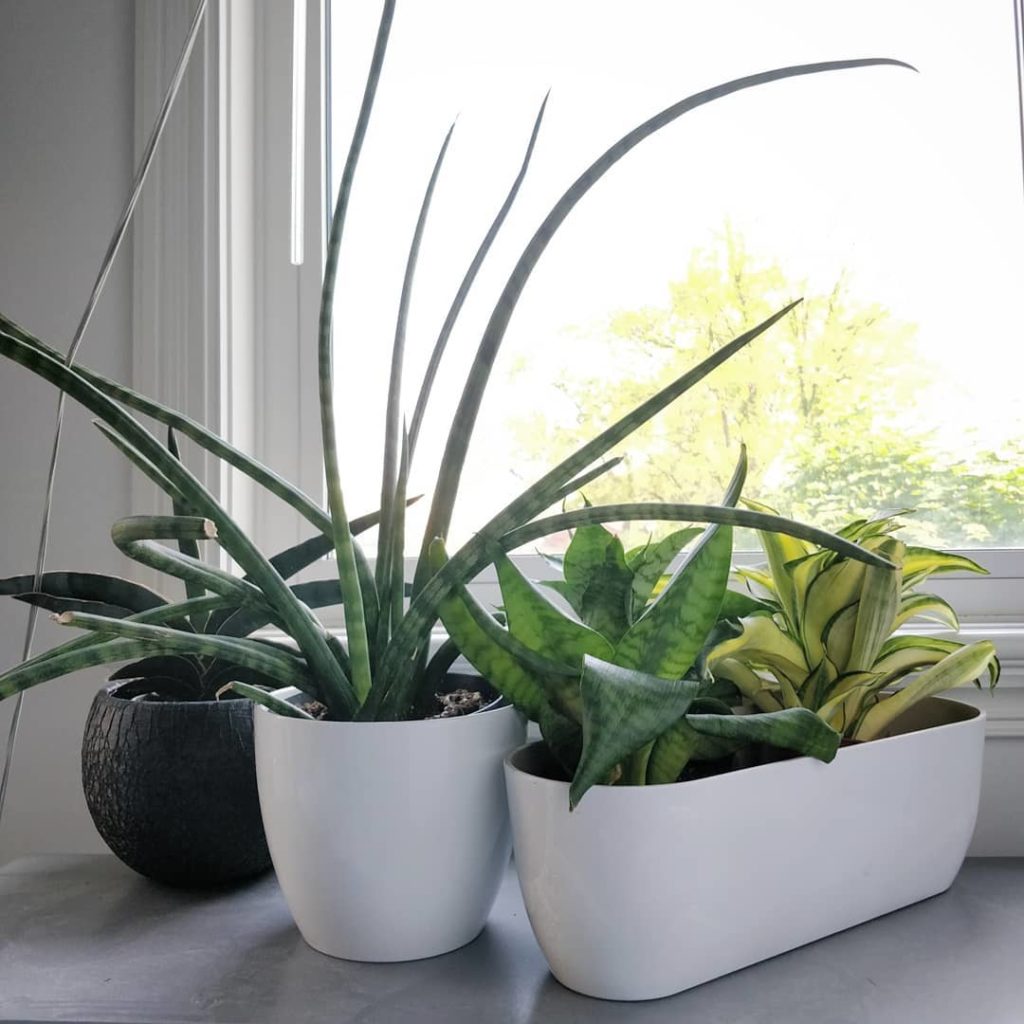 @houseplantjournal: The snake plants in my room for #sansevieriasunday – 2) I finally see how the y…