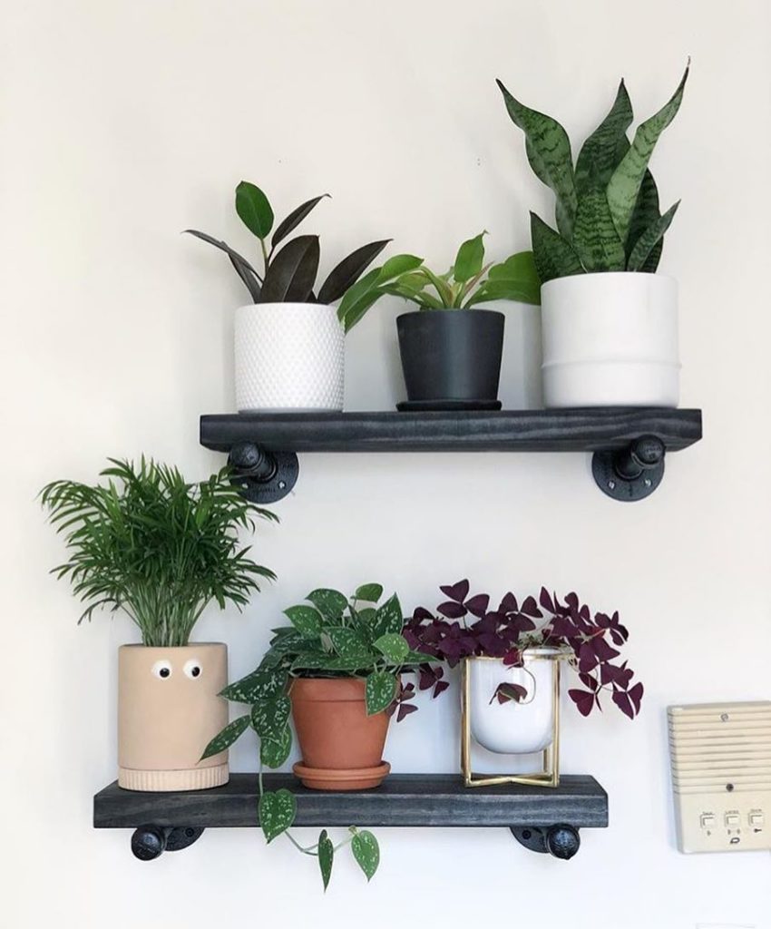 @thesill: Have you signed up for the Plant Parent Club yet!? Get 1) unlimited access to ou…