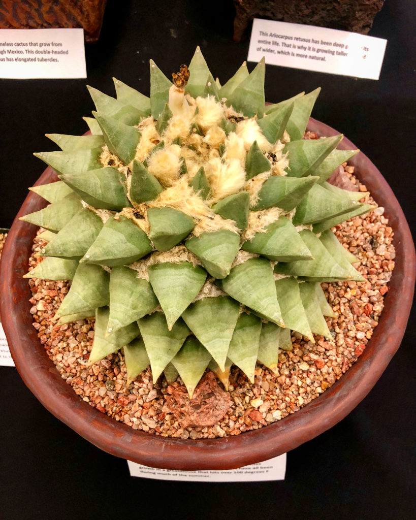 @thehorticult: Still marveling over the rare and wooly #Ariocarpus from this weekend’s @LACSSPl…