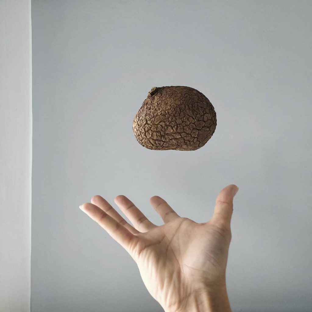 @houseplantjournal: My very first Stephania! Not sure if it’s suberosa or venosa (or something else…