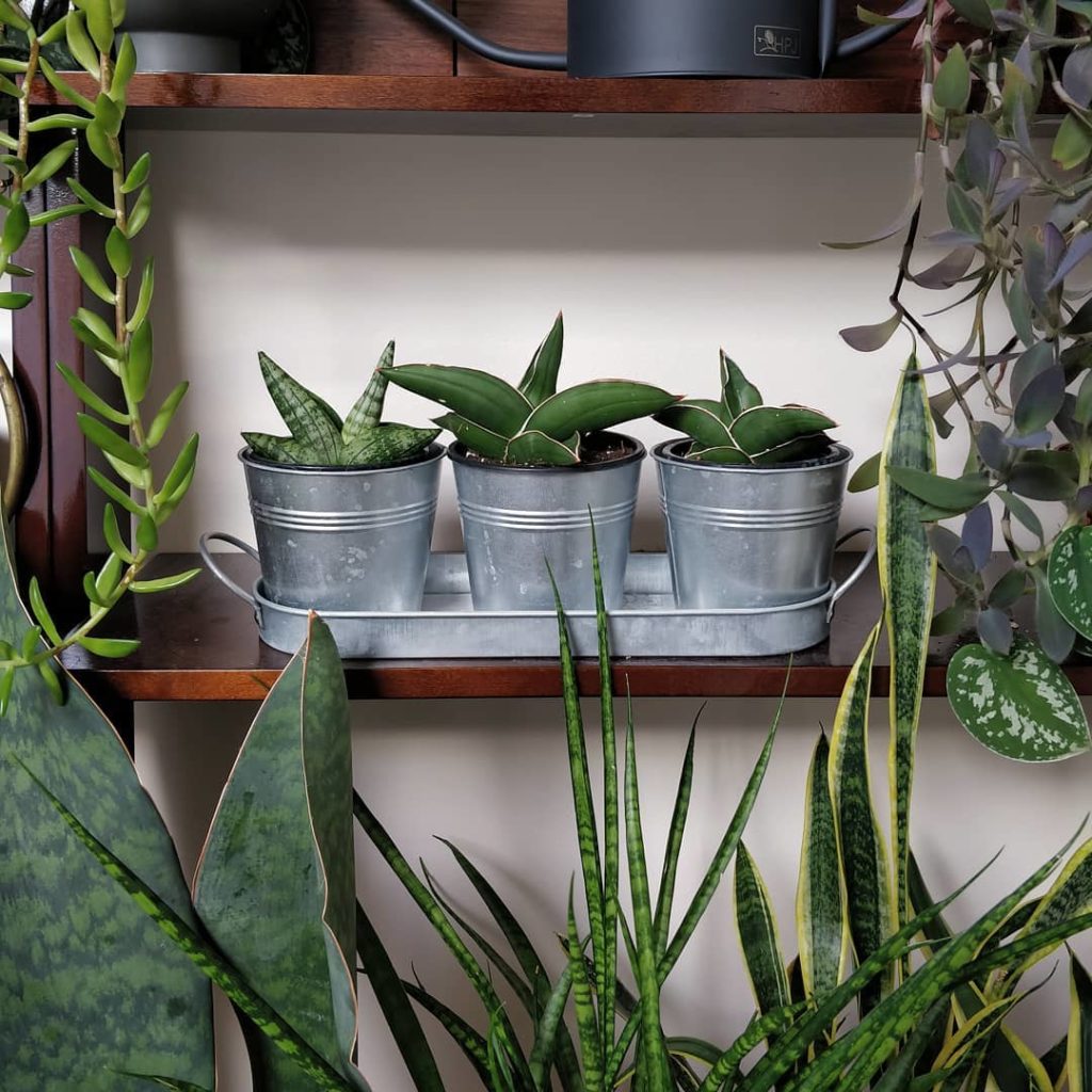 @houseplantjournal: My little trio of samurai (the one on the left is a Boncel but he’s earned a spo…