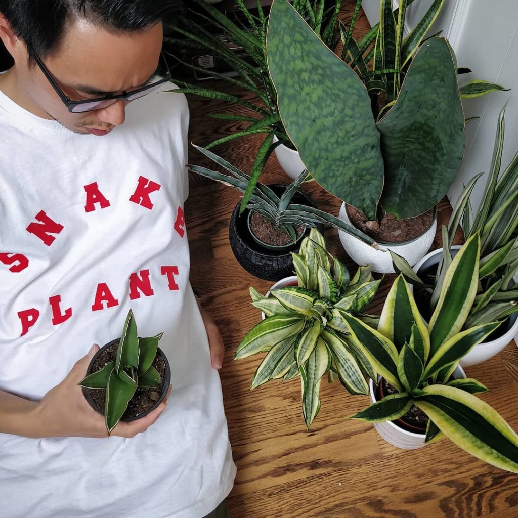 @houseplantjournal: 10 seconds is not enough time to:
1) Carefully lay down next to my snake plants …