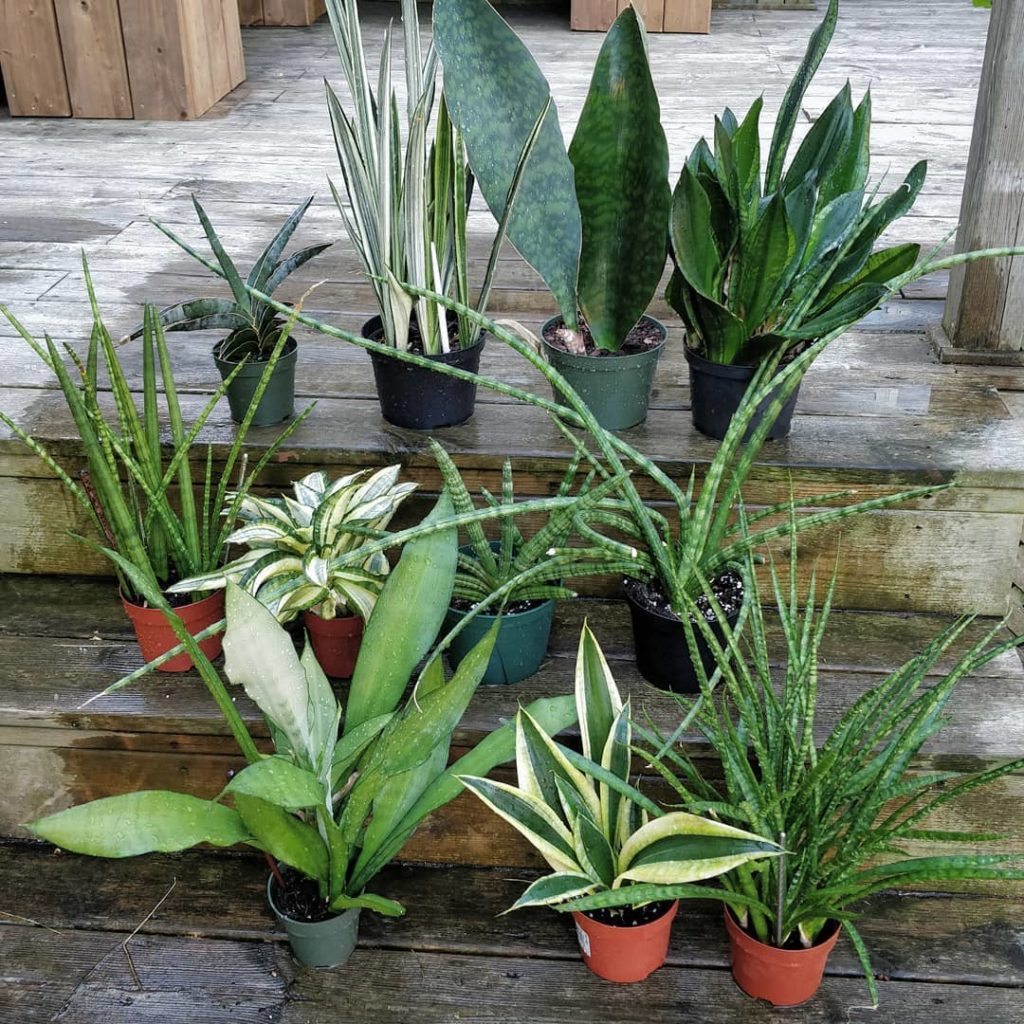@houseplantjournal: Gave my snake plants a nice shower for #sansevieriasunday – check out my blog po…
