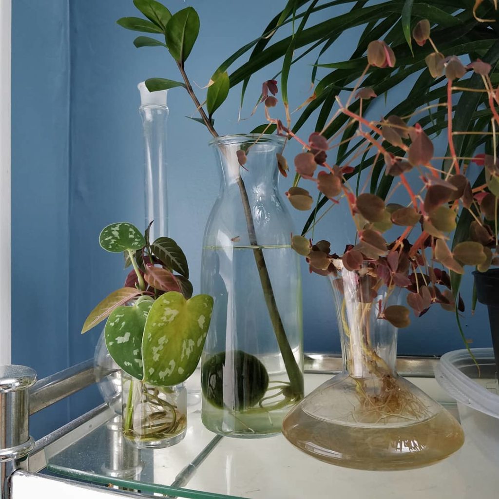 @houseplantjournal: Marimo ball owners: have you ever noticed your ball sometimes afloat and other t…