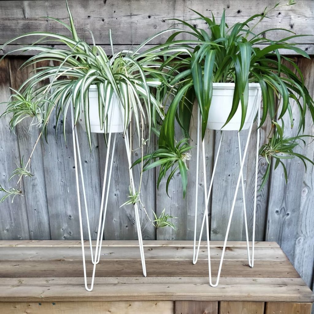 @houseplantjournal: Tomorrow’s the big day: I’m doing some final prep for these spider plants – they…