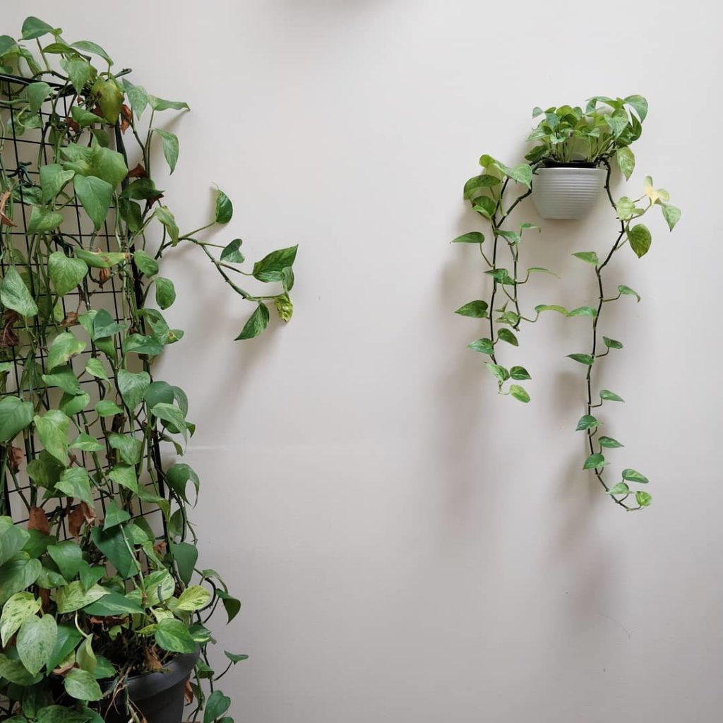 @houseplantjournal: Many questions = guaranteed IG caption content (right, @jamies_jungle?)
–
Plant:…