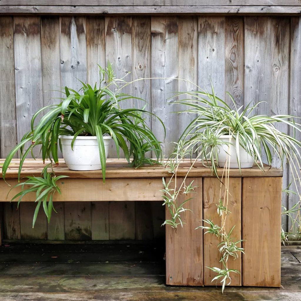 @houseplantjournal: I’ve seen several repotting posts recently so I’ll share one that I did over the…