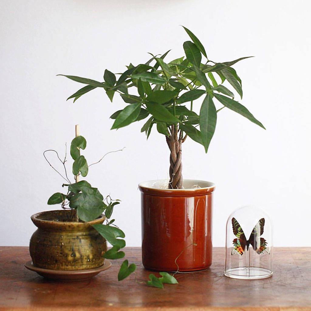 @thesill: Did you know that #PlantParentClub members receive a surprise box every month?  …