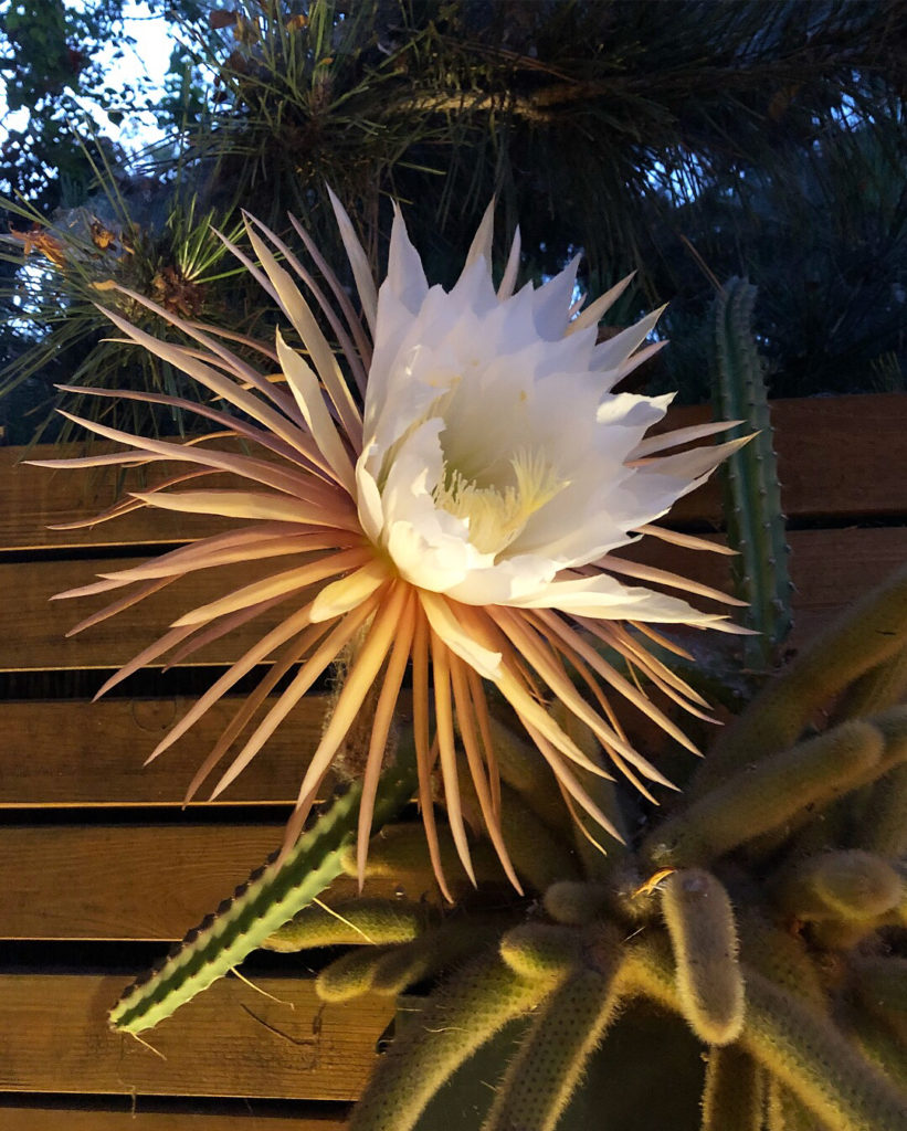 @thehorticult: Selenicereus grandiflorus — The #epiwall’s grand finale and always blooming righ…