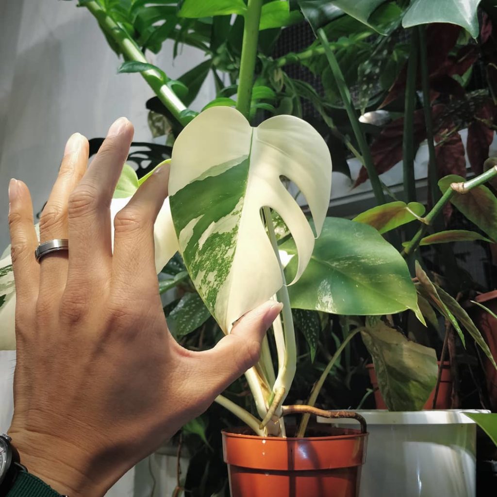 @houseplantjournal: My first in-person encounter with a variegated monstera – this was a particularl…