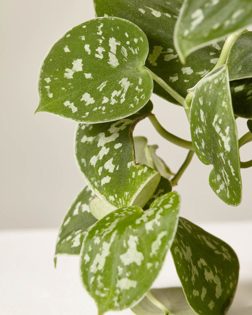 @thesill: Spruce up your week with a plant workshop (or two) — swipe through / tap the pho…