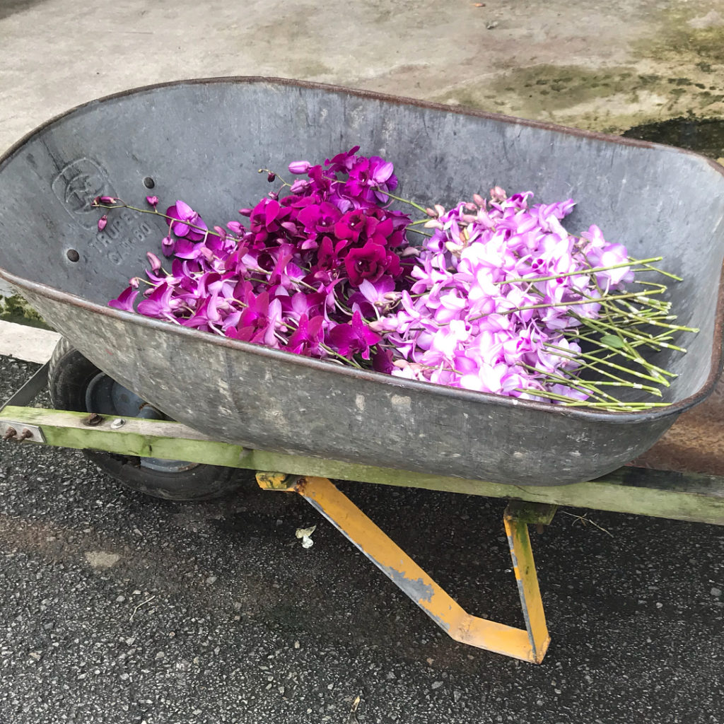 @kategouldgardens: #Orchids picked from a selection spanning over 4 hectares! Packed up as cut flow…