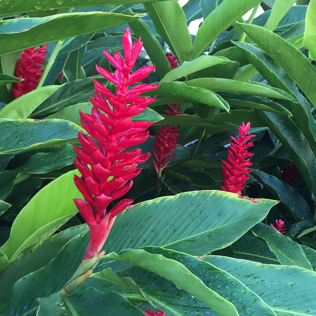 @gardendesignmag: If you read our newsletter today, then you know we’re feeling tropical! Thought …