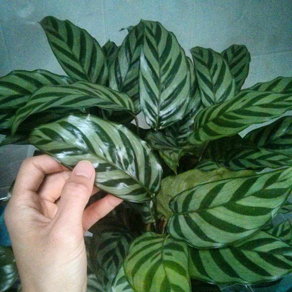 @houseplantjournal: Went to the grocery store for bread yesterday and found this guy: Calathea ‘Fred…