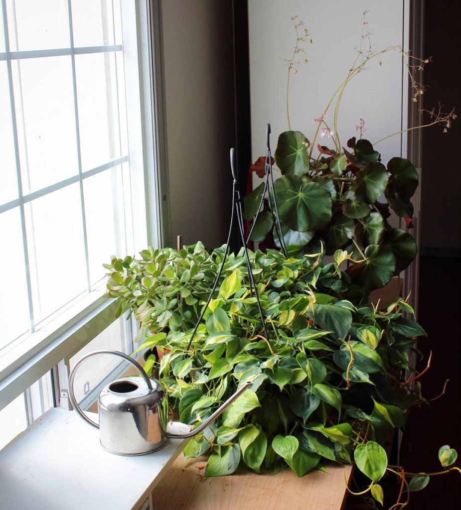 @houseplantjournal: (2/2) …during the week, the two philodendron ‘Brazil’ baskets hang out by this…