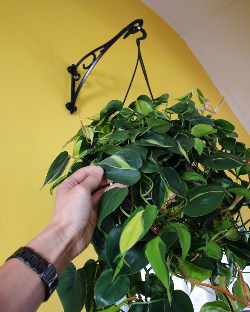 @houseplantjournal: (1/2) I decorated the entrance of my church with two of these philodendron ‘Braz…