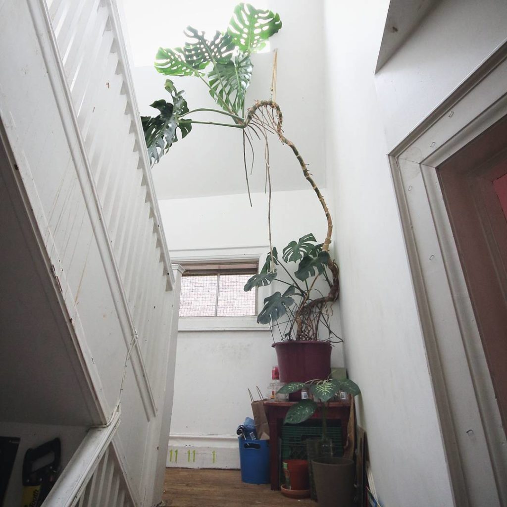 @houseplantjournal: Me: So how did you transport this guy home?
Nikhil: Luckily, the lady I bought i…