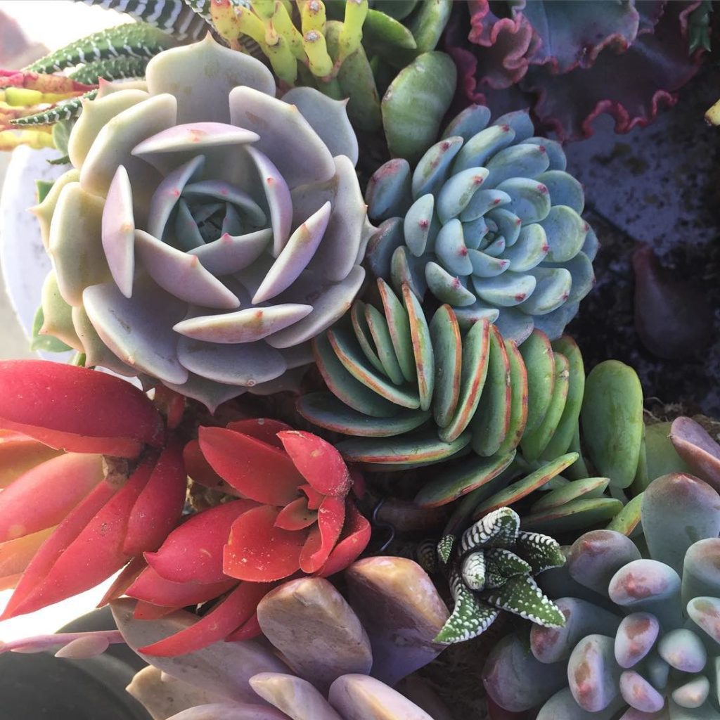 @fairyblooms: Looking good! @approvedbyally this one is so wild!! #propagation #succulent_obse…