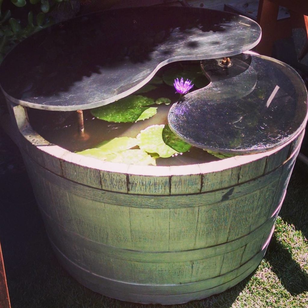 @thehorticult: Finally! Been waiting all summer for this Nymphaea ‘Midnight’ to bloom! The plan…