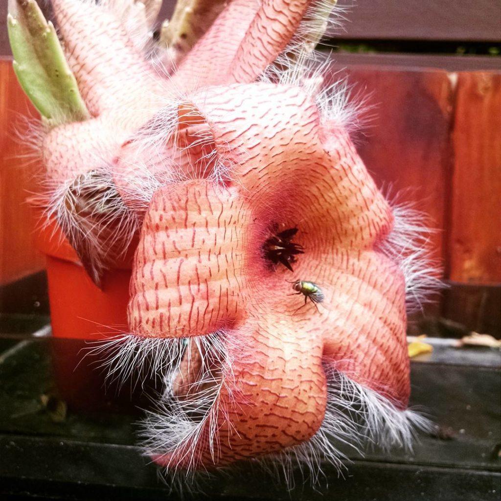 @thehorticult: Good morning! Hope yours isn’t as stinky as ours… Double bloom on the Stapelia…