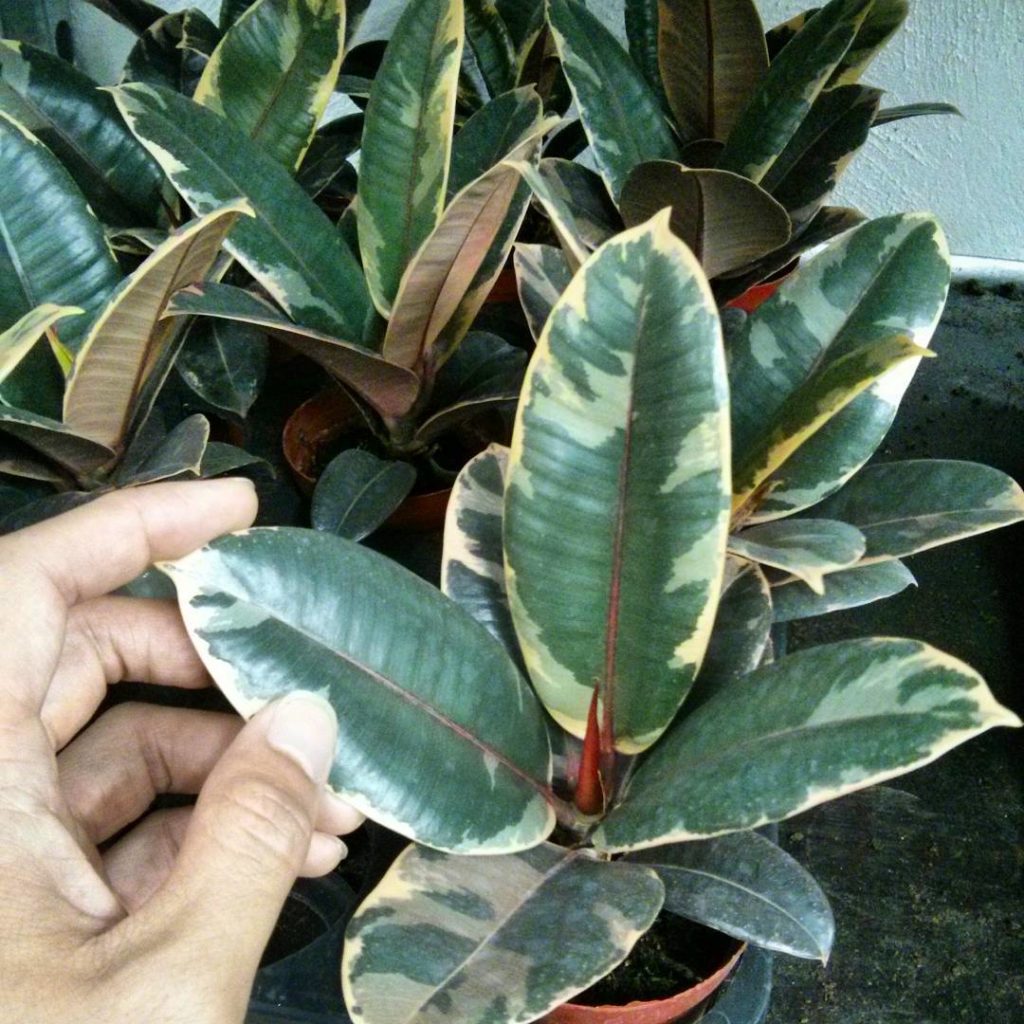 @houseplantjournal: July 4, 2015 – there were several varieties of house plant I have never seen in …