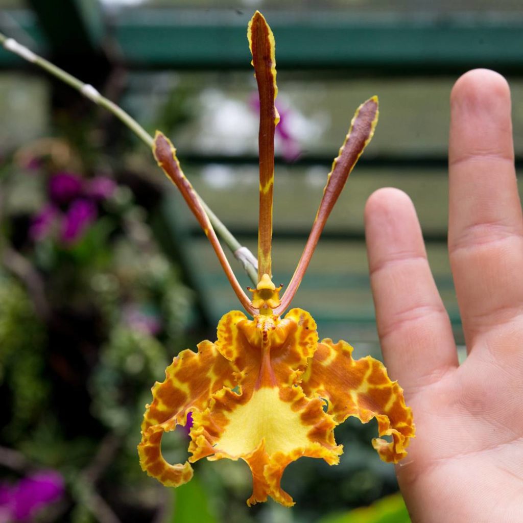 @thehorticult: An impressive Psychopsis mariposa from the ‘Misthouse’ at Singapore Botanic Gard…