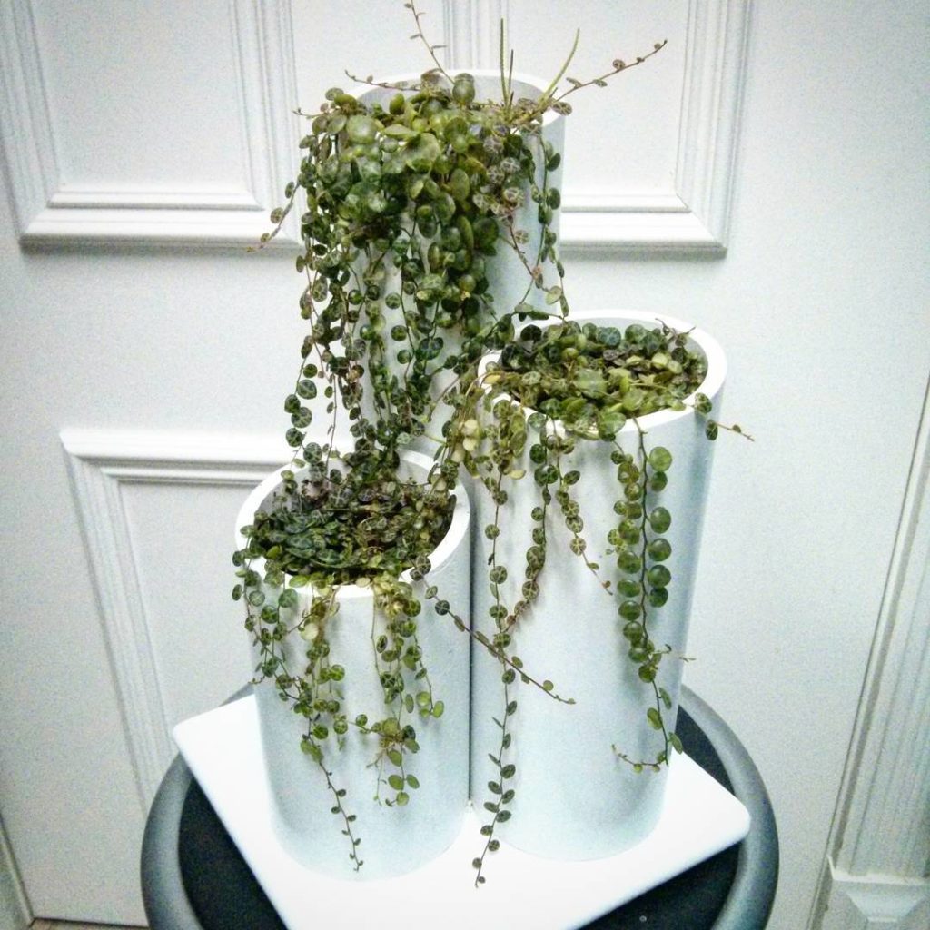 @houseplantjournal: August 8, 2015 – here’s an old photo of my peperomia prostrata planter which I m…