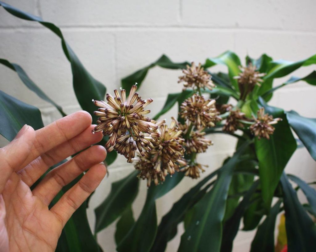 @houseplantjournal: (1/2) Here’s the Dracaena inflorescence (the fancy word for the whole flowering …