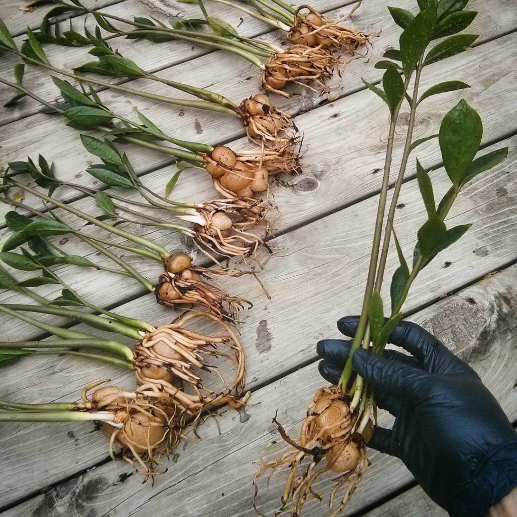 @houseplantjournal: October 31, 2015 – the tag on these mini zz plants read “patent pending; propaga…