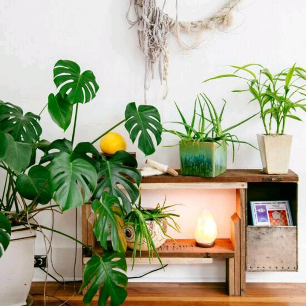 @thejungalow: Love what’s happening on this wall @lavendermirror @swordandfern #Plantopedia Sp…