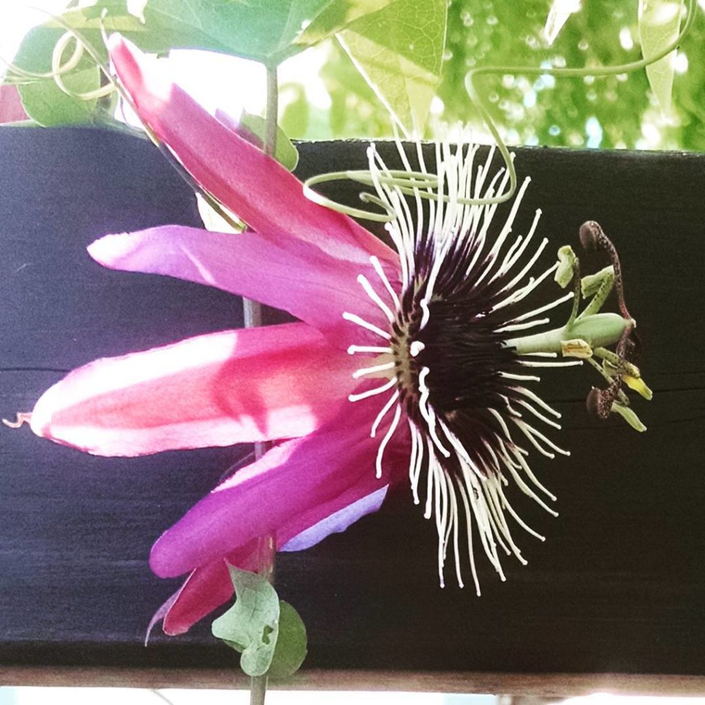 @thehorticult: Passiflora ‘Victoria’ is an easy passion flower vine to grow. It can be grown in…