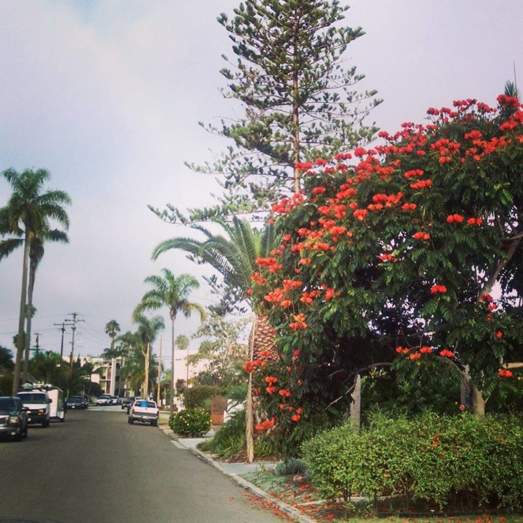 @thehorticult: Another humid heat wave here in coastal San Diego… This African tulip tree (Sp…