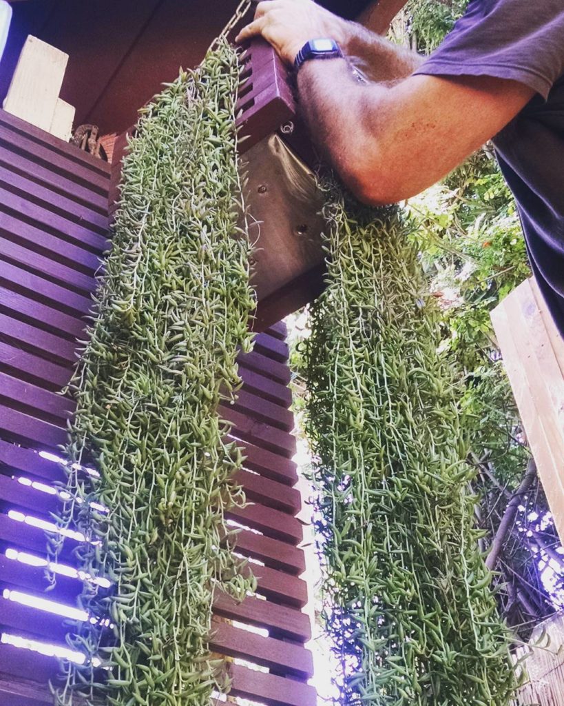 @thehorticult: Had to raise our string of bananas planter a bit! With six-foot-long stems, it w…