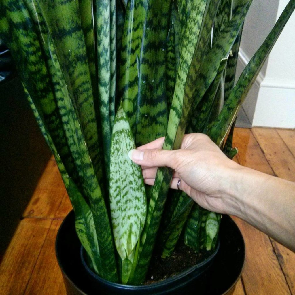 @houseplantjournal: I’m happy to report new growth on my girlfriend’s snake plant. Let’s not condemn…