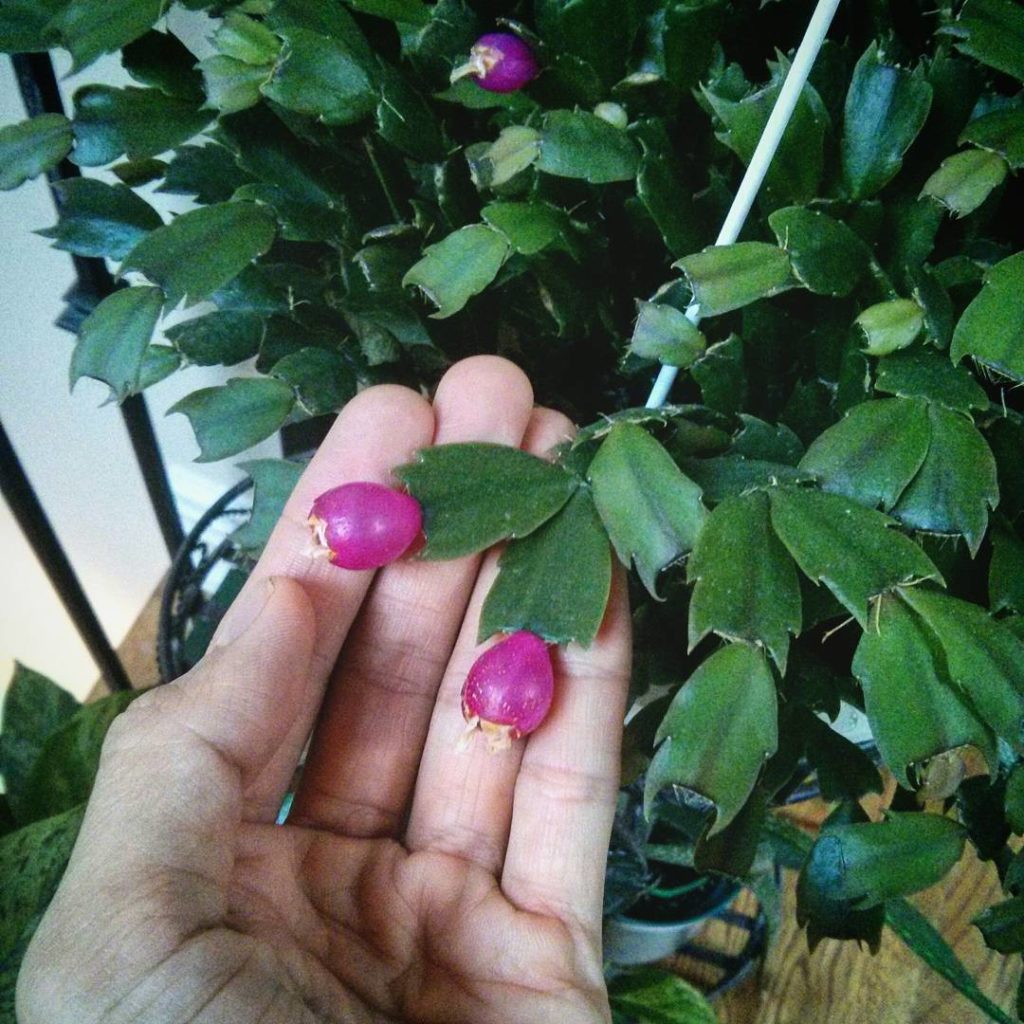 @houseplantjournal: October 30, 2015 – on my birthday, I’m pondering about life…plant life! Last y…