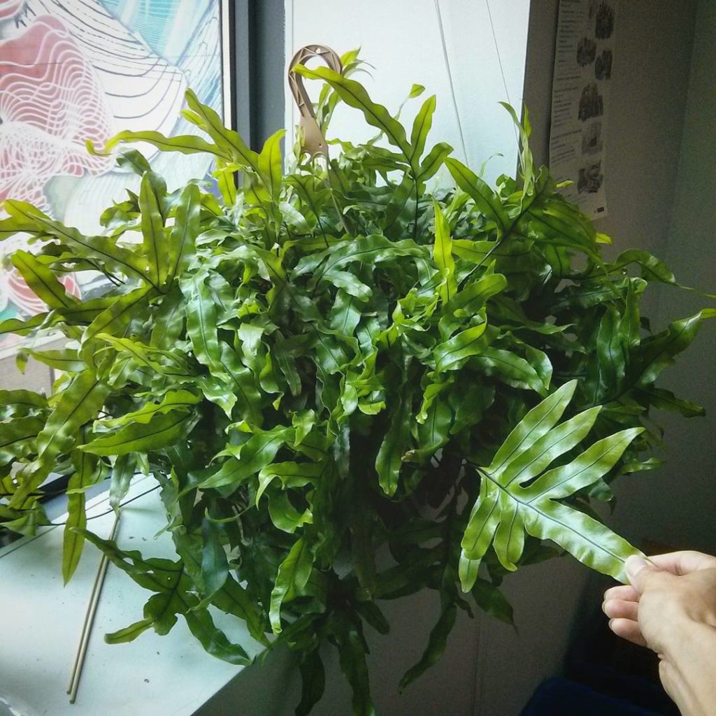 @houseplantjournal: October 7, 2015 – this kangaroo paw fern has been at my office for 1.5 years and…