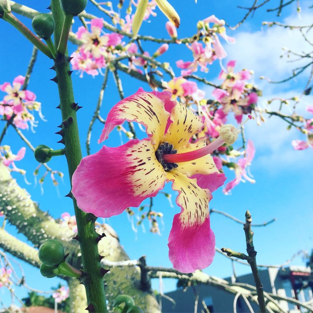 @thehorticult: Wowzers! This Kapok tree blew our minds today! The bright pink hibiscus-like blo…