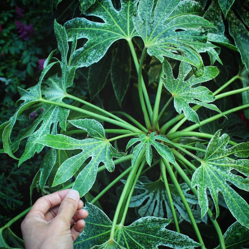 @houseplantjournal: Here’s some more striking foliage I saw at the Singapore Botanic Gardens. I also…