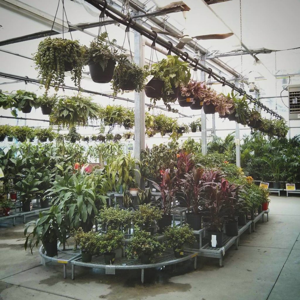 @houseplantjournal: October 4, 2015 – I had some spare time between my friend’s wedding ceremony and…