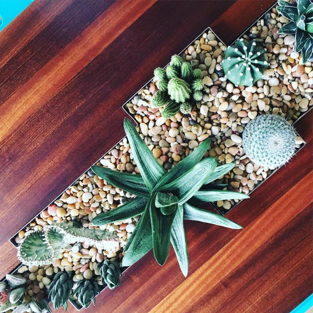 @thehorticult: Super excited to have just installed a new succulent arrangement in the living c…