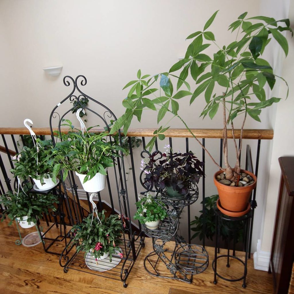 @houseplantjournal: Plants along my upstairs railing (left to right): Christmas cactus, another Chri…