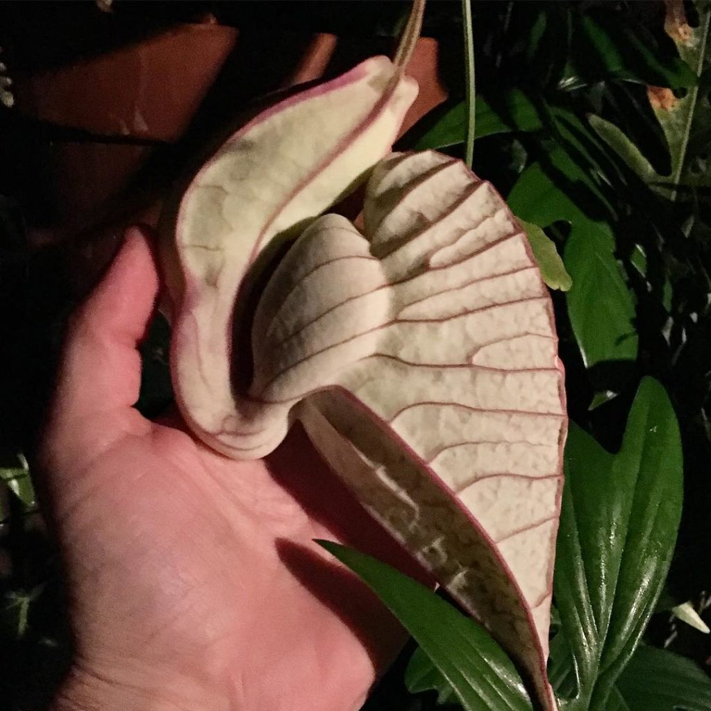 @thehorticult: Look what we just found! A pelican flower bloom about to pop. Must say these are…