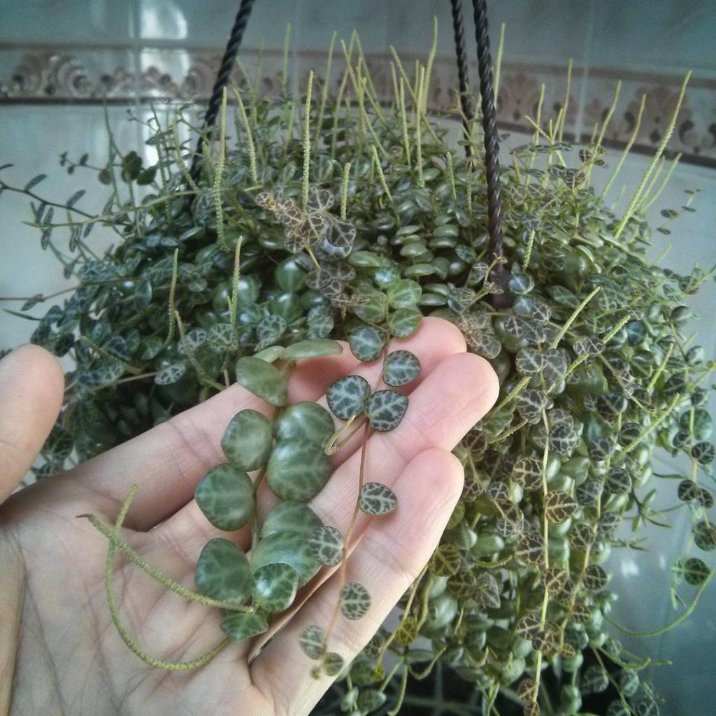 @houseplantjournal: There’s so much to appreciate about the peperomia prostrata: mature succulent le…