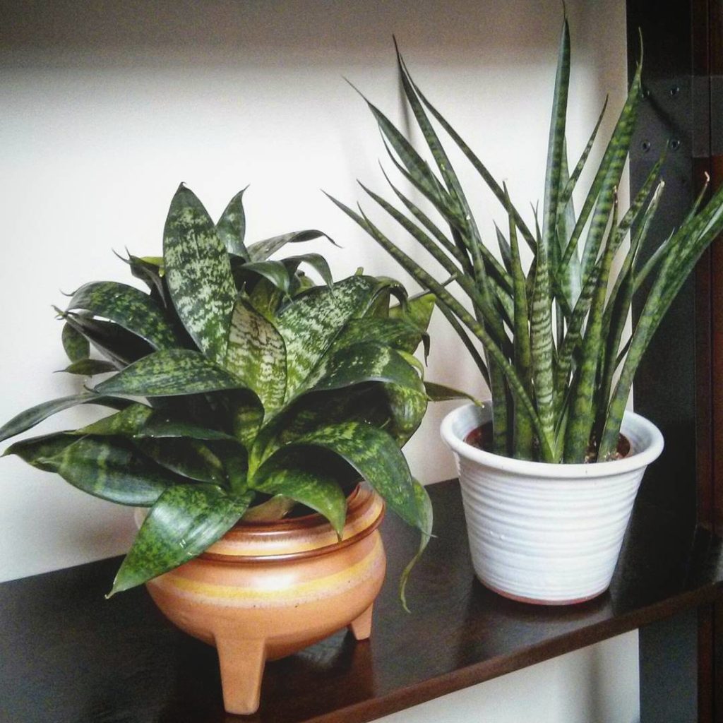 @houseplantjournal: October 31, 2015 – I’ve successfully repotted the “vintage” snake plant into a 5…