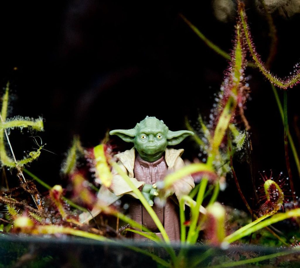 @thehorticult: Jedi Grand Master Yoda stands in a bog of sundews not far from his swamp hut on …