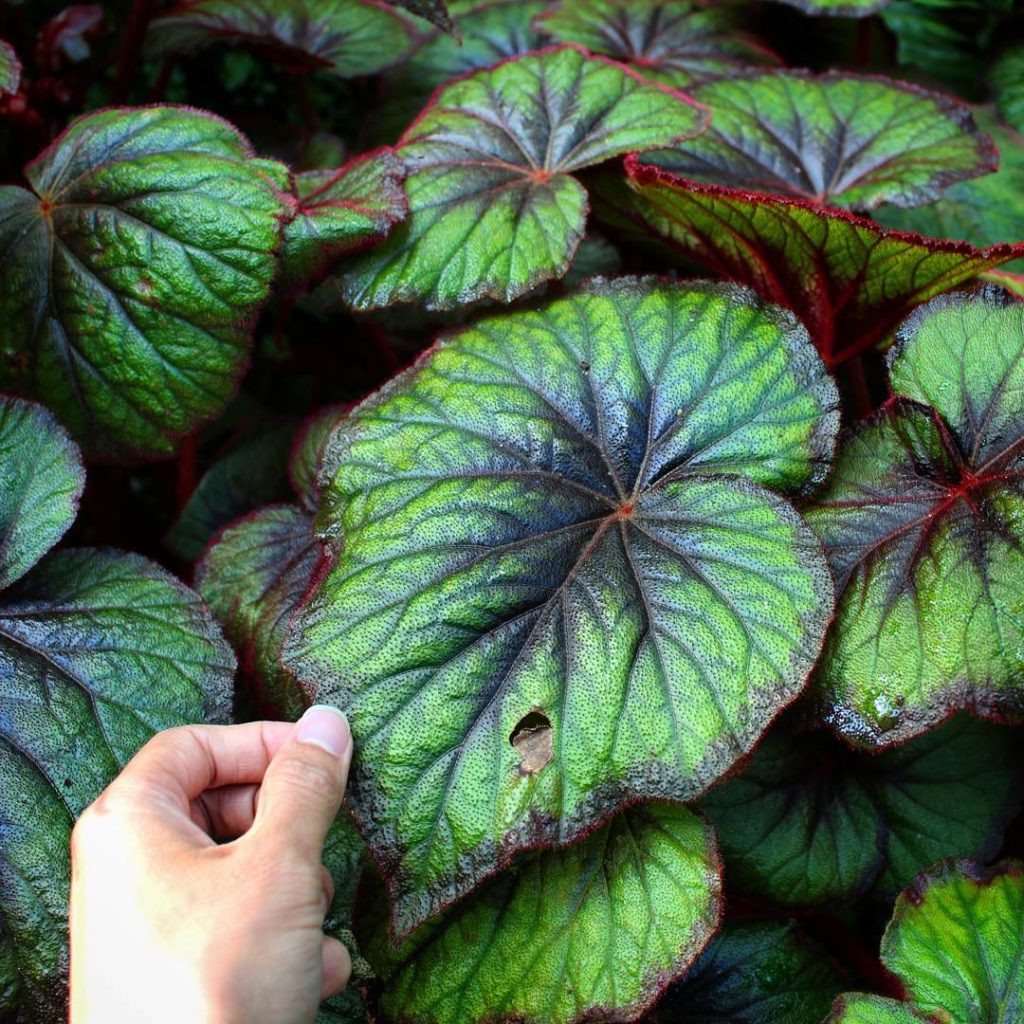 @houseplantjournal: Someone asked me why my hand is always in my photos – my main reason is I want t…