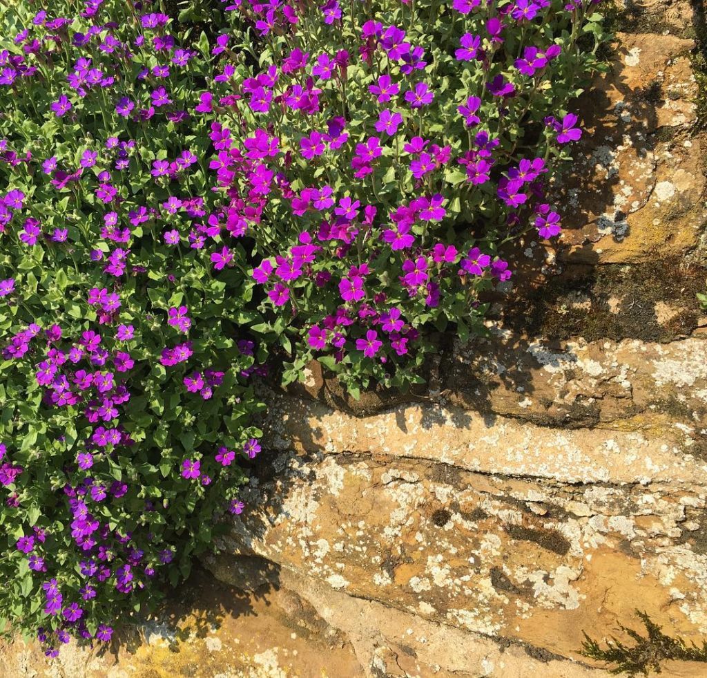 @richardmiers: Back in the country…Aubretia aren’t cool or trendy but I rather love them, esp…